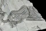 Platycrinites Crinoid Plate - Crawfordsville, Indiana #115084-3